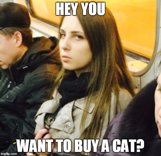  HEY YOU; WANT TO BUY A CAT? | image tagged in kitty,drug,sly,sneaky,imayellowfuckingdinosaur | made w/ Imgflip meme maker