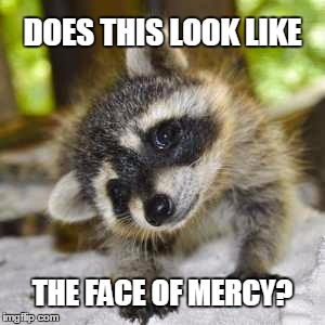Well does it?! | DOES THIS LOOK LIKE; THE FACE OF MERCY? | image tagged in raccoon,cute eyes animal | made w/ Imgflip meme maker