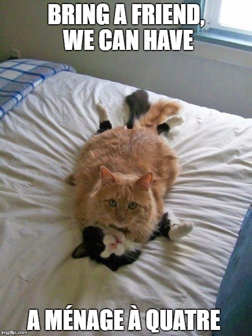 funny cats | BRING A FRIEND, WE CAN HAVE; A MÉNAGE À QUATRE | image tagged in funny cats | made w/ Imgflip meme maker