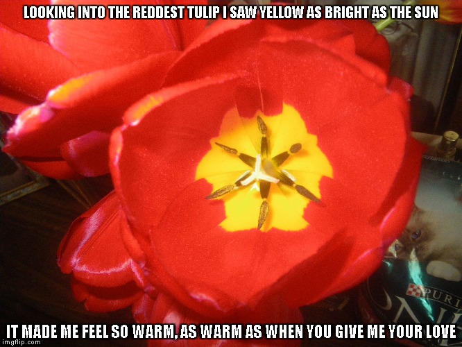The Reddest Tulip | LOOKING INTO THE REDDEST TULIP I SAW YELLOW AS BRIGHT AS THE SUN; IT MADE ME FEEL SO WARM, AS WARM AS WHEN YOU GIVE ME YOUR LOVE | image tagged in tulips,red tulips,the sun,love | made w/ Imgflip meme maker