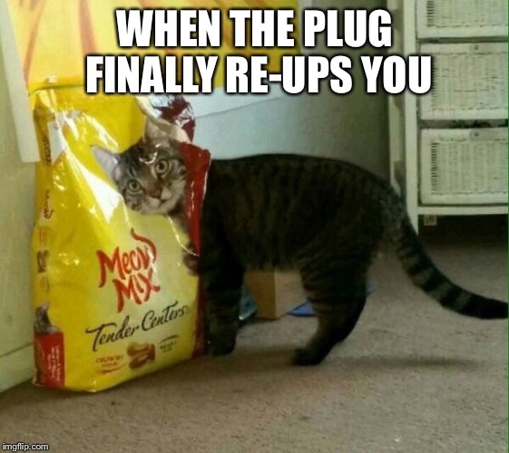 WHEN THE PLUG FINALLY RE-UPS YOU | image tagged in drugs cat,plug life,money | made w/ Imgflip meme maker