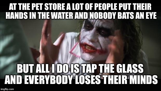 And everybody loses their minds Meme | AT THE PET STORE A LOT OF PEOPLE PUT THEIR HANDS IN THE WATER AND NOBODY BATS AN EYE; BUT ALL I DO IS TAP THE GLASS AND EVERYBODY LOSES THEIR MINDS | image tagged in memes,and everybody loses their minds | made w/ Imgflip meme maker