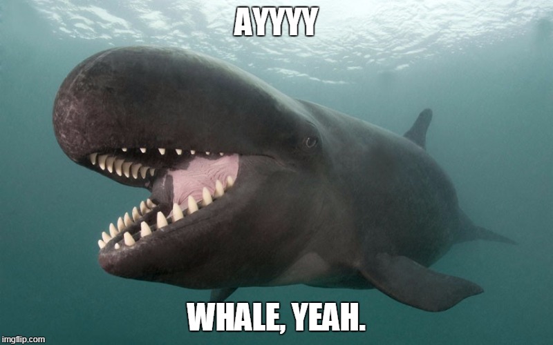 Whale, yeah. | AYYYY; WHALE, YEAH. | image tagged in well yeah,whale yeah,whale,ayy | made w/ Imgflip meme maker