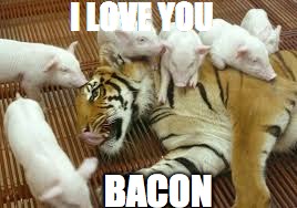 I love bacon | I LOVE YOU; BACON | image tagged in bacon,tiger,pigs | made w/ Imgflip meme maker