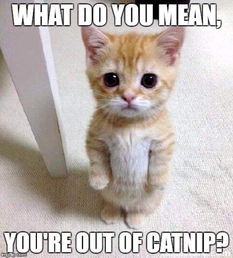 Cute Cat | WHAT DO YOU MEAN, YOU'RE OUT OF CATNIP? | image tagged in memes,cute cat | made w/ Imgflip meme maker