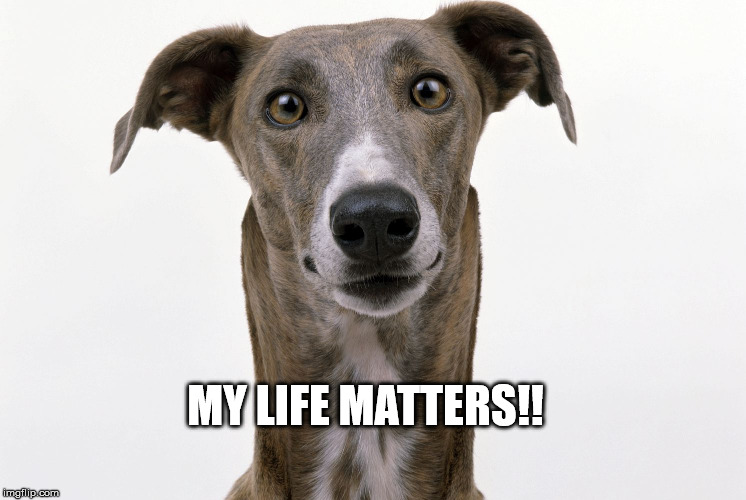 Irish Greyhounds | MY LIFE MATTERS!! | image tagged in dogs | made w/ Imgflip meme maker