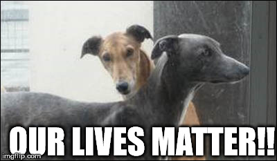 Irish Greyhounds | OUR LIVES MATTER!! | image tagged in dogs | made w/ Imgflip meme maker