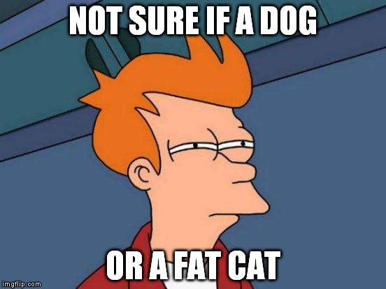 Futurama Fry | NOT SURE IF A DOG; OR A FAT CAT | image tagged in memes,futurama fry | made w/ Imgflip meme maker