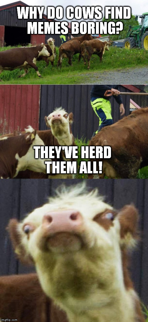Bad pun cow  | WHY DO COWS FIND MEMES BORING? THEY'VE HERD THEM ALL! | image tagged in bad pun cow,funny meme,cow,joke,boring,laugh | made w/ Imgflip meme maker