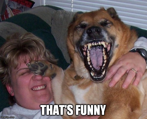 laughing dog | THAT'S FUNNY | image tagged in laughing dog | made w/ Imgflip meme maker