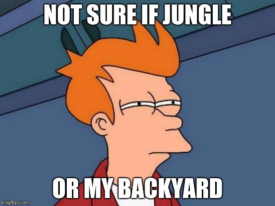 NOT SURE IF JUNGLE OR MY BACKYARD | image tagged in memes,futurama fry | made w/ Imgflip meme maker