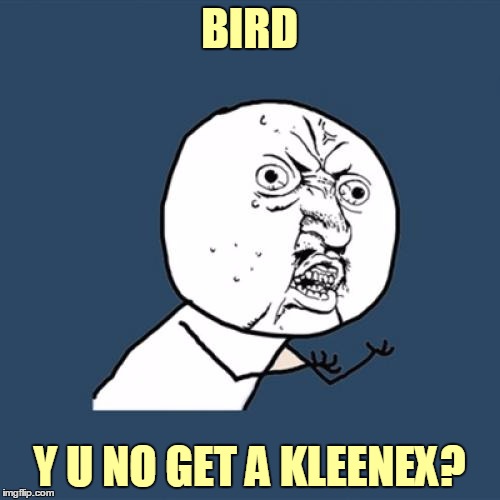 Y U No Meme | BIRD Y U NO GET A KLEENEX? | image tagged in memes,y u no | made w/ Imgflip meme maker