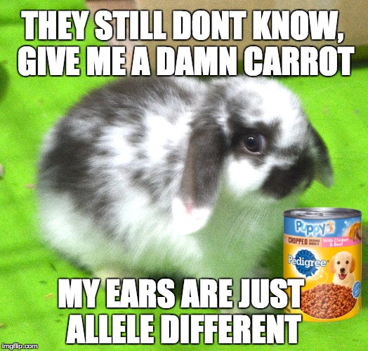 GIVE ME A DAMN CARROT | THEY STILL DONT KNOW, GIVE ME A DAMN CARROT; MY EARS ARE JUST ALLELE DIFFERENT | image tagged in lop-eared rabbit,allele,genotype,phenotype,genetics,science | made w/ Imgflip meme maker