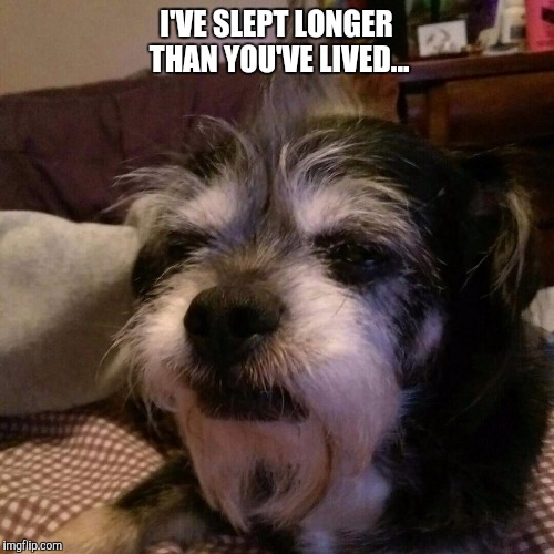 Hulk 11B-Day haircut | I'VE SLEPT LONGER THAN YOU'VE LIVED... | image tagged in old man | made w/ Imgflip meme maker