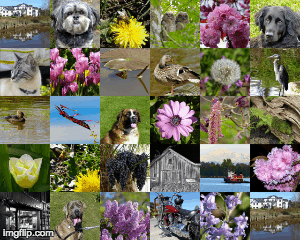 My April Pics | image tagged in gifs,flowers,pets,ladner,bc,birds | made w/ Imgflip images-to-gif maker