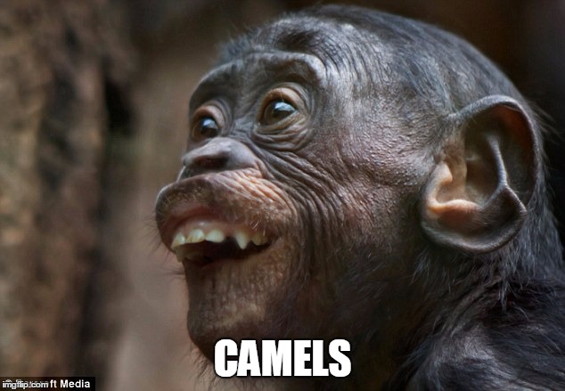 CAMELS | made w/ Imgflip meme maker