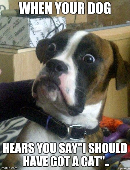 Funny Dog | WHEN YOUR DOG; HEARS YOU SAY"I SHOULD HAVE GOT A CAT".. | image tagged in funny dog | made w/ Imgflip meme maker