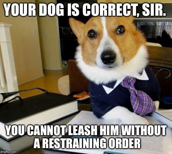 Lawyer Dog | YOUR DOG IS CORRECT, SIR. YOU CANNOT LEASH HIM WITHOUT A RESTRAINING ORDER | image tagged in lawyer dog | made w/ Imgflip meme maker