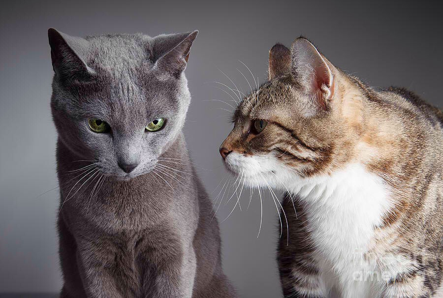 High Quality two cats Blank Meme Template