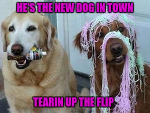 HE'S THE NEW DOG IN TOWN TEARIN UP THE FLIP | made w/ Imgflip meme maker