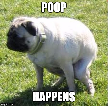 Poop happens | POOP; HAPPENS | image tagged in pug,poop | made w/ Imgflip meme maker