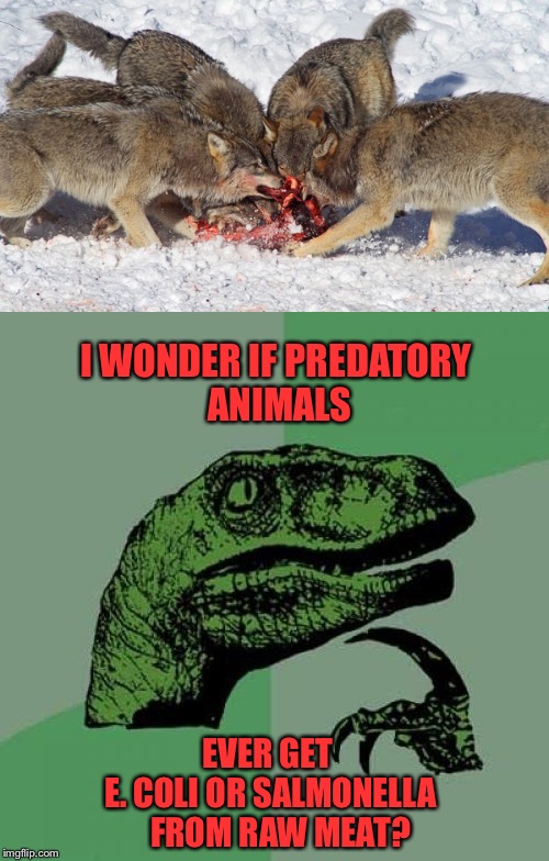 Ever wonder? | I WONDER IF PREDATORY ANIMALS; EVER GET         E. COLI OR SALMONELLA         FROM RAW MEAT? | image tagged in philosoraptor,predator,e coli,salmonella,animals,memes | made w/ Imgflip meme maker