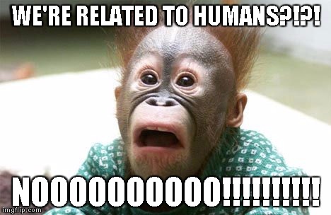 Surprised Primate | WE'RE RELATED TO HUMANS?!?! NOOOOOOOOOO!!!!!!!!!! | image tagged in memes,monkey,ape,not sure what it is so stfu | made w/ Imgflip meme maker