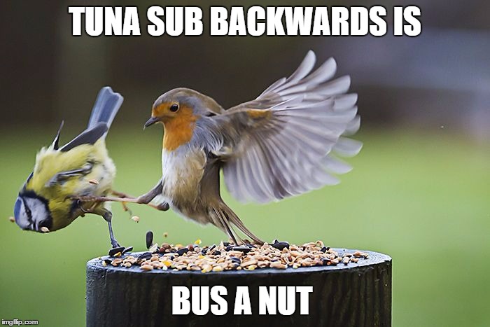 Kicking Sparrow | TUNA SUB BACKWARDS IS; BUS A NUT | image tagged in kicking sparrow | made w/ Imgflip meme maker