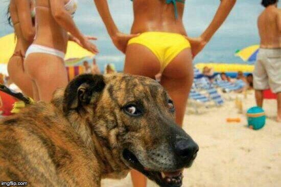 Are you thinking what I'm thinking? | image tagged in soon meme -dog bikini | made w/ Imgflip meme maker