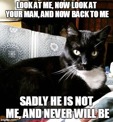 look at me | LOOK AT ME, NOW LOOK AT YOUR MAN, AND NOW BACK TO ME; SADLY HE IS NOT ME, AND NEVER WILL BE | image tagged in cat,old spice,funny cat memes,memes | made w/ Imgflip meme maker