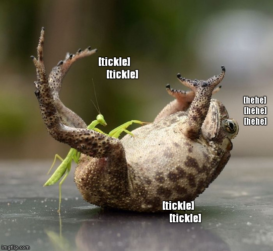 Tickle the Toad | [tickle]        [tickle]; [hehe] [hehe] [hehe]; [tickle]    


[tickle] | image tagged in memes,funny memes,praying mantis,toad,ticklish toad | made w/ Imgflip meme maker