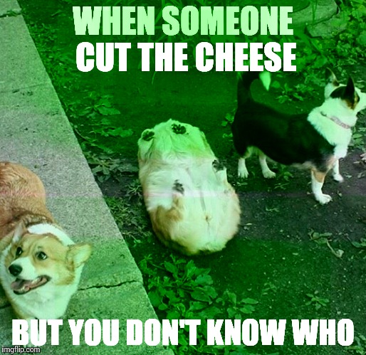 Who cut the cheese? | WHEN SOMEONE CUT THE CHEESE; BUT YOU DON'T KNOW WHO | image tagged in funny meme,meme,dogs | made w/ Imgflip meme maker