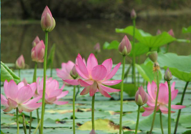 Lotus flowers high in air Blank Meme Template