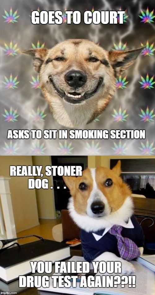 GOES TO COURT; ASKS TO SIT IN SMOKING SECTION | image tagged in lawyer dog,stoner dog | made w/ Imgflip meme maker