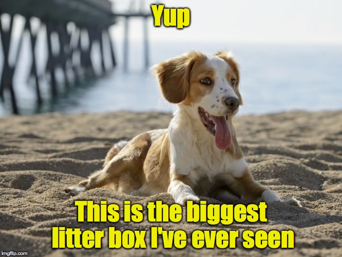 Yup This is the biggest litter box I've ever seen | made w/ Imgflip meme maker