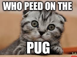 Whaa cat | WHO PEED ON THE; PUG | image tagged in whaa cat | made w/ Imgflip meme maker