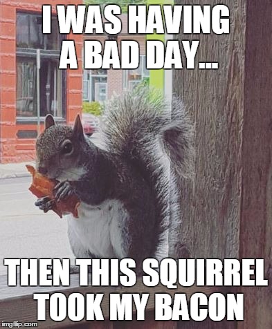 I WAS HAVING A BAD DAY... THEN THIS SQUIRREL TOOK MY BACON | image tagged in bacon-squirrel | made w/ Imgflip meme maker