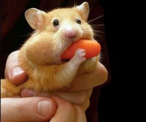 hamster Blank Meme Template