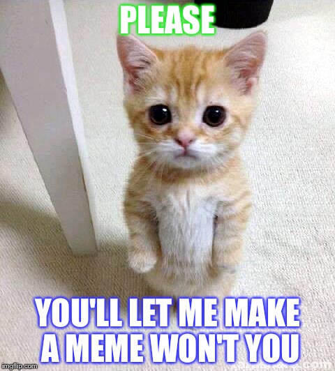 Cute Cat Meme | PLEASE; YOU'LL LET ME MAKE A MEME WON'T YOU | image tagged in memes,cute cat | made w/ Imgflip meme maker