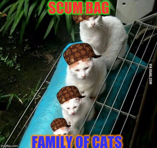 size cats | SCUM BAG; FAMILY OF CATS | image tagged in size cats,scumbag | made w/ Imgflip meme maker