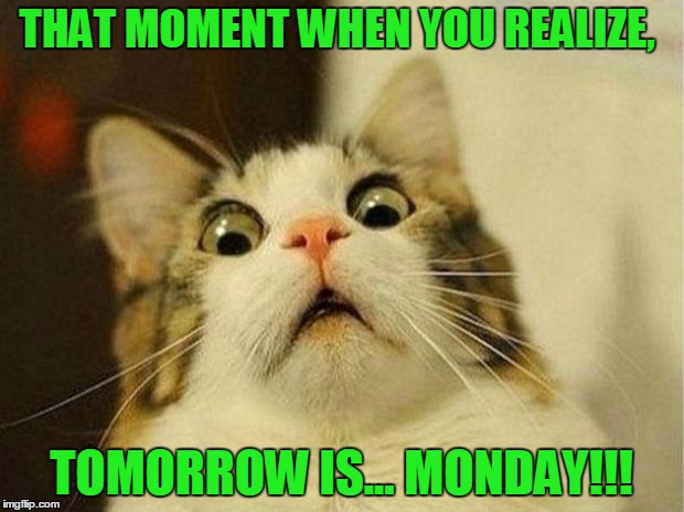 Scared Cat | THAT MOMENT WHEN YOU REALIZE, TOMORROW IS... MONDAY!!! | image tagged in memes,scared cat | made w/ Imgflip meme maker