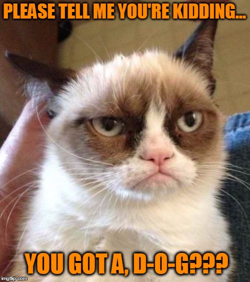 Grumpy Cat Reverse | PLEASE TELL ME YOU'RE KIDDING... YOU GOT A, D-O-G??? | image tagged in memes,grumpy cat reverse,grumpy cat | made w/ Imgflip meme maker