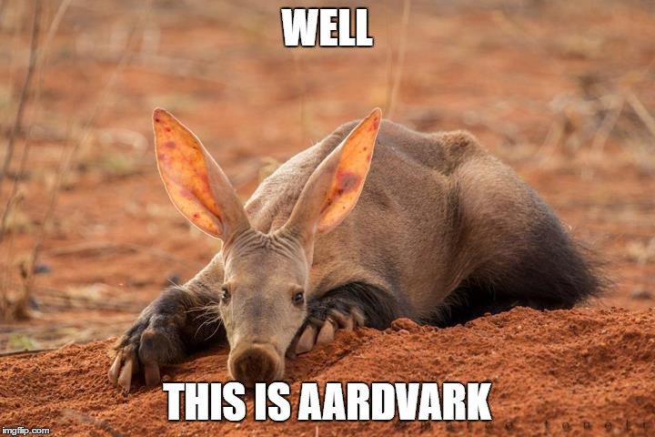 That Aardvark Moment | WELL; THIS IS AARDVARK | image tagged in aardvark | made w/ Imgflip meme maker