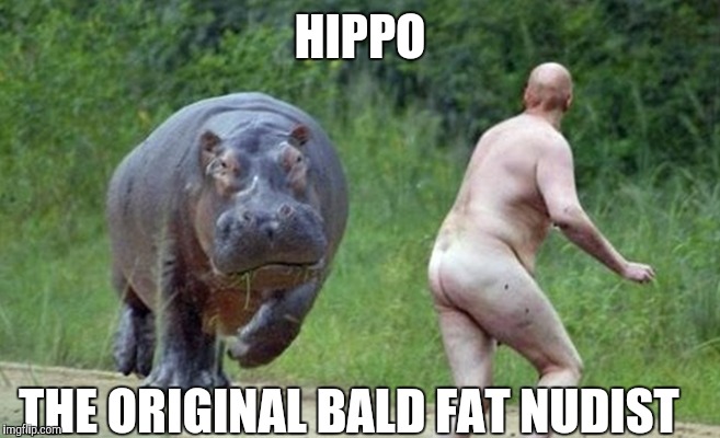 HIPPO THE ORIGINAL BALD FAT NUDIST | made w/ Imgflip meme maker