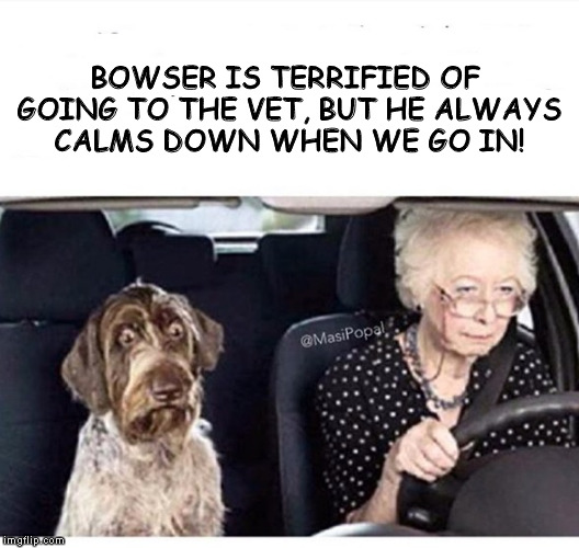 BOWSER IS TERRIFIED OF GOING TO THE VET, BUT HE ALWAYS CALMS DOWN WHEN WE GO IN! | image tagged in funny memes | made w/ Imgflip meme maker