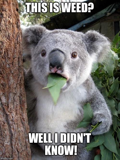 Surprised Koala | THIS IS WEED? WELL I DIDN'T KNOW! | image tagged in memes,surprised koala | made w/ Imgflip meme maker
