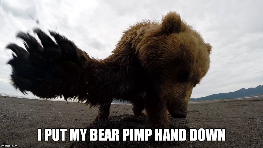 I PUT MY BEAR PIMP HAND DOWN | made w/ Imgflip meme maker