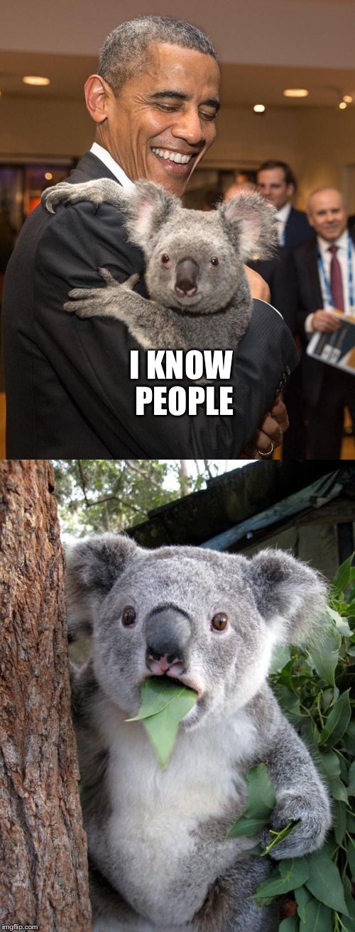 I know people | I KNOW PEOPLE | image tagged in barak obama,koala,famous | made w/ Imgflip meme maker