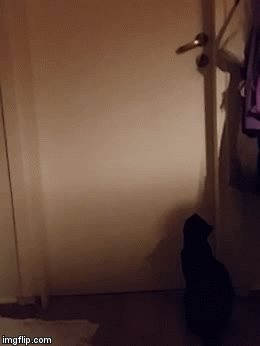 Cat opens door | image tagged in gifs,cat | made w/ Imgflip video-to-gif maker