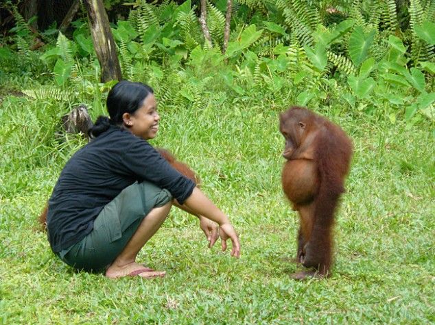 Guilty Orangutan Blank Meme Template
